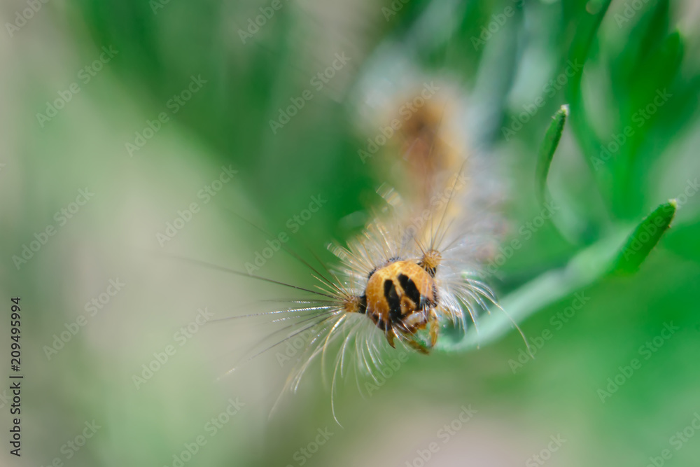 shea caterpillar in the grass. small depth of field shea caterpillar in the grass. small depth of field