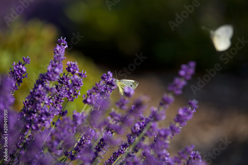 A beautiful white butterfly in lavender flowers