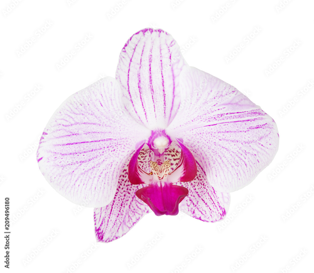 Fototapeta premium Pink striped orchid phalaenopsis flower