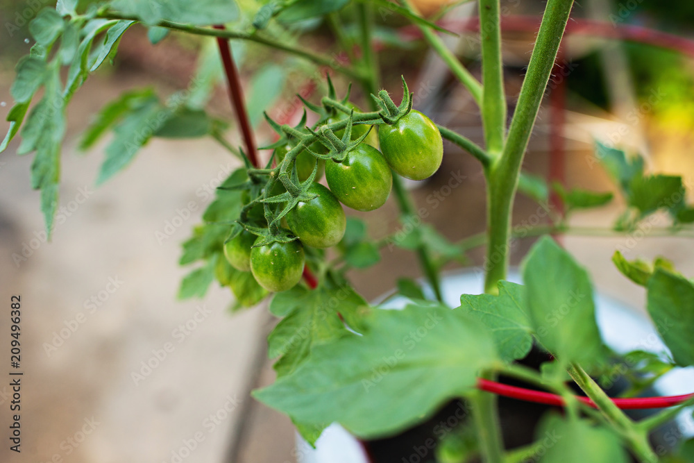 Little Tomatoes