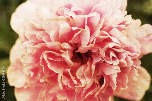 Vintage peony flower. Retro style floral card. Photo shot with aged paper texture overlay.