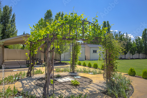 Backyard gazebo with vines growing up