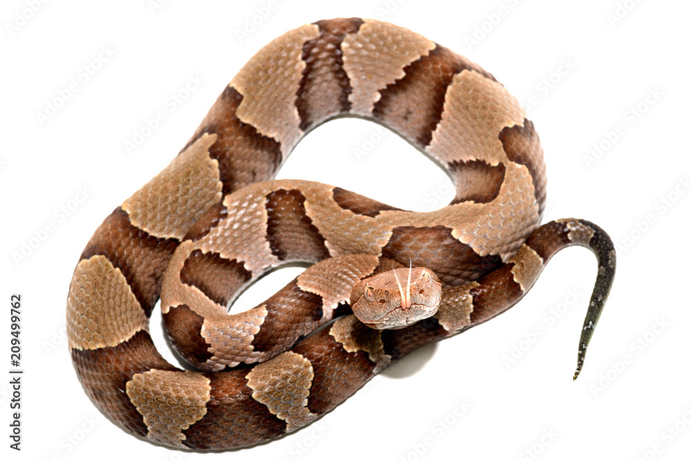 Fototapeta premium Eastern Copperhead (Agkistrodon contortrix) close-up on white background