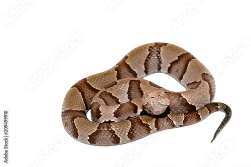 Eastern Copperhead (Agkistrodon contortrix) close-up on white background
