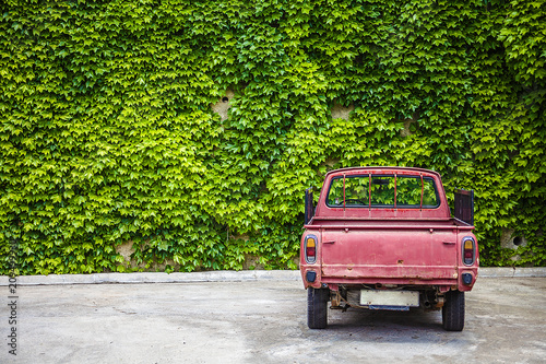 Enormous wall adorned with green vine crawling leaves. An old red truck was parked facing the gigantic fence, the rustic wine colored car blends well with the scattered greenery.