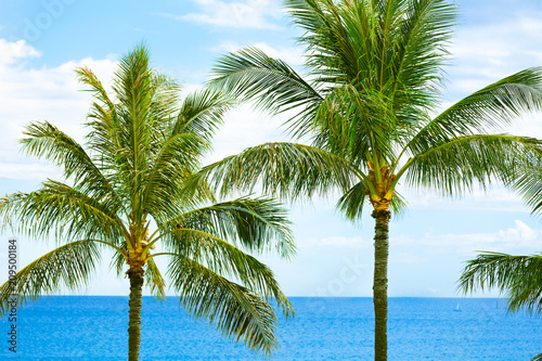 Ocean and palm trees. 