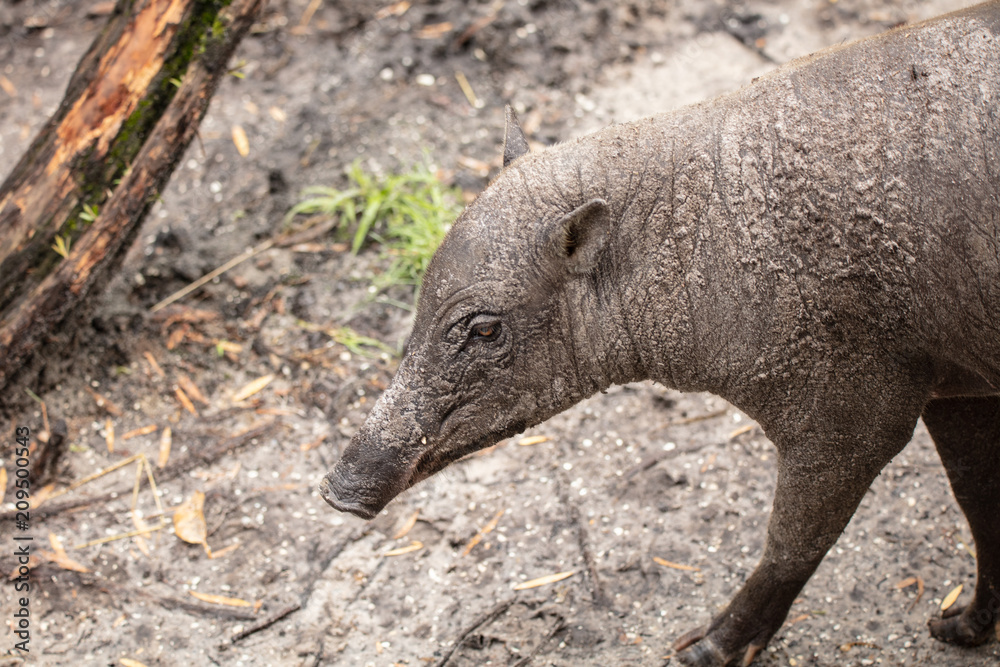 babirusa female does not have tusks like the male babirusa female does not have tusks like the male
