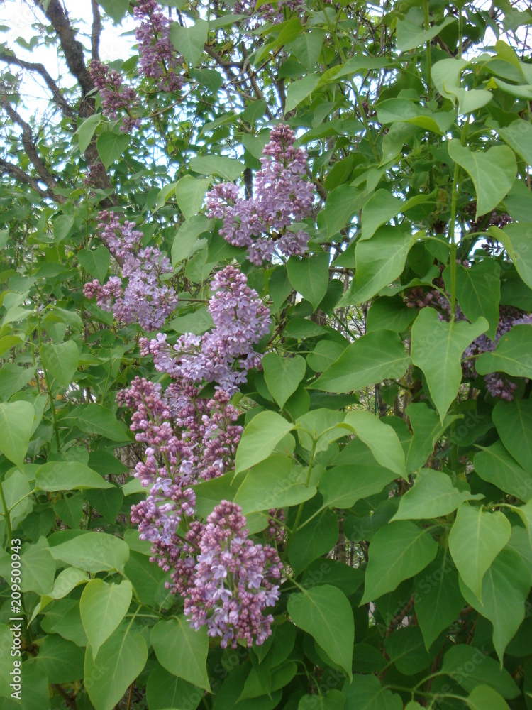 different summer flowers and trees different summer flowers and trees