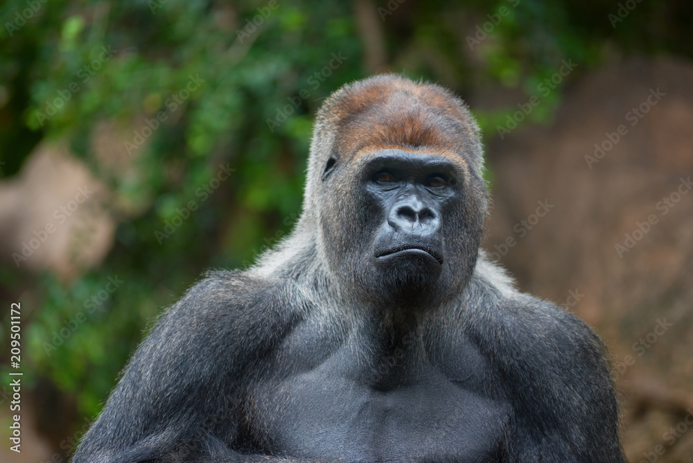 Portrait of a west lowland silverback gorilla