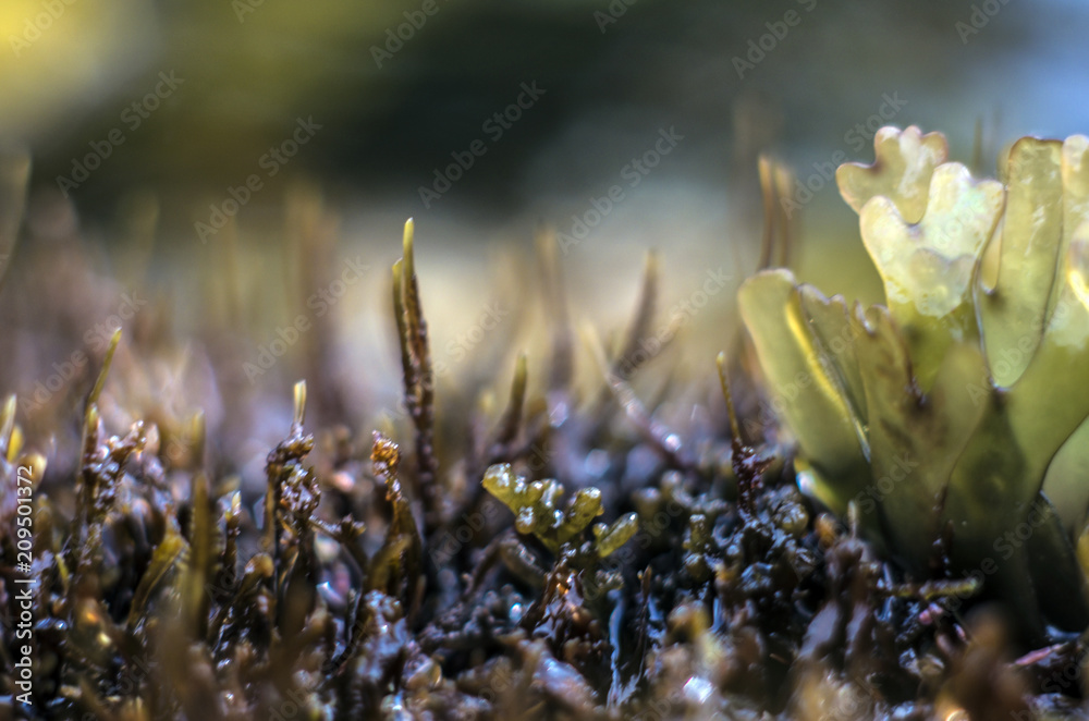 Fototapeta premium part of plants from nature