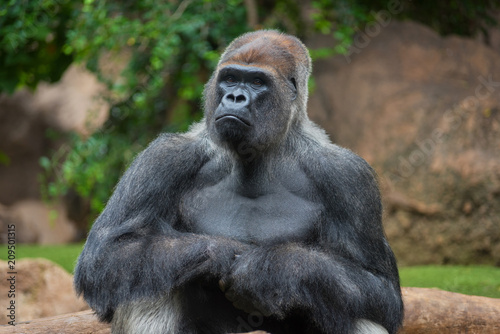 Fototapeta Portrait of a west lowland silverback gorilla