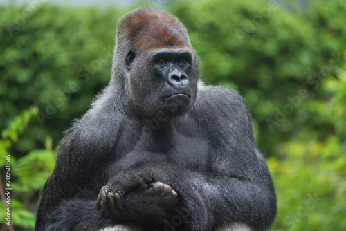 Portrait of a west lowland silverback gorilla