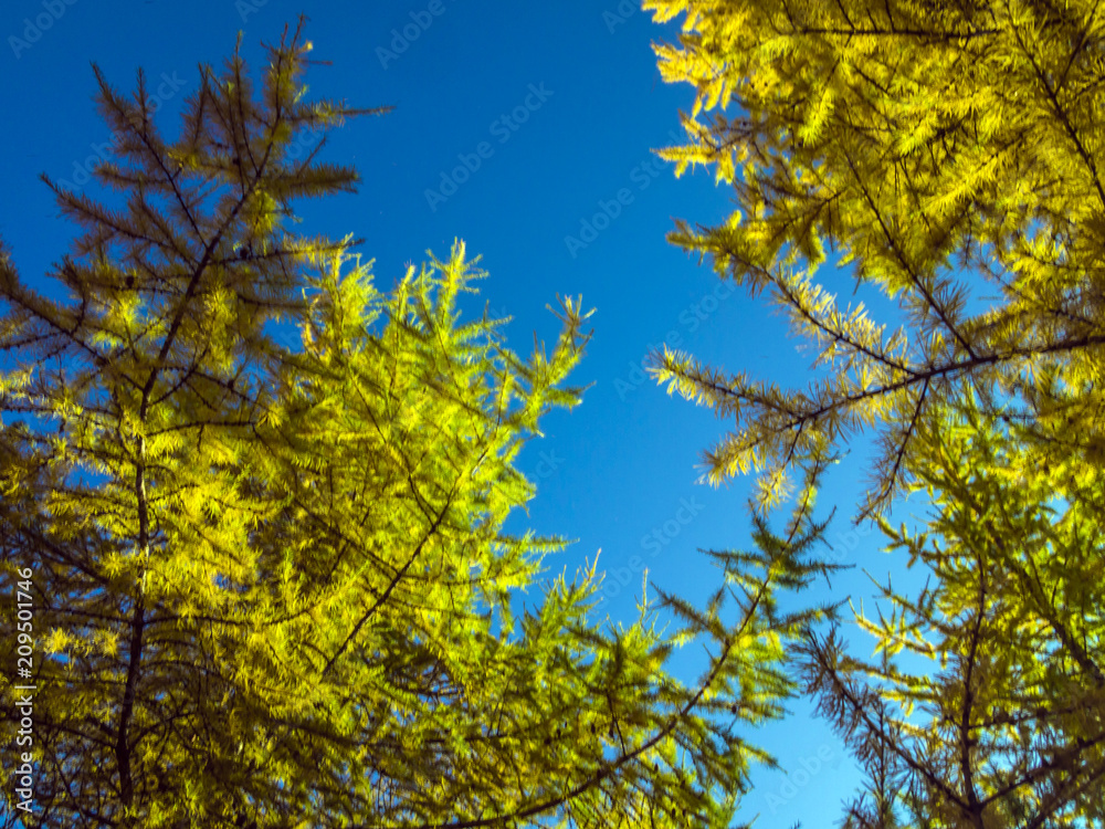 Fototapeta premium part of plants from nature