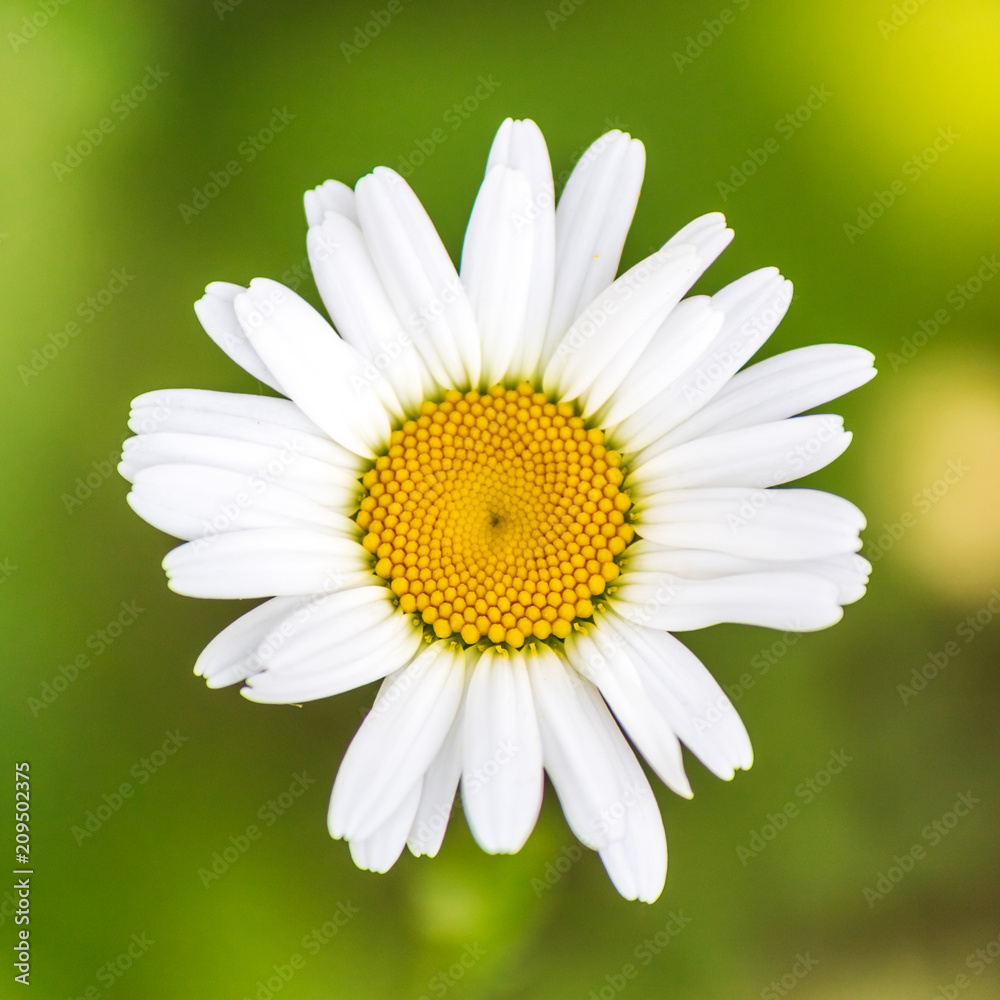 Obraz premium Daisy