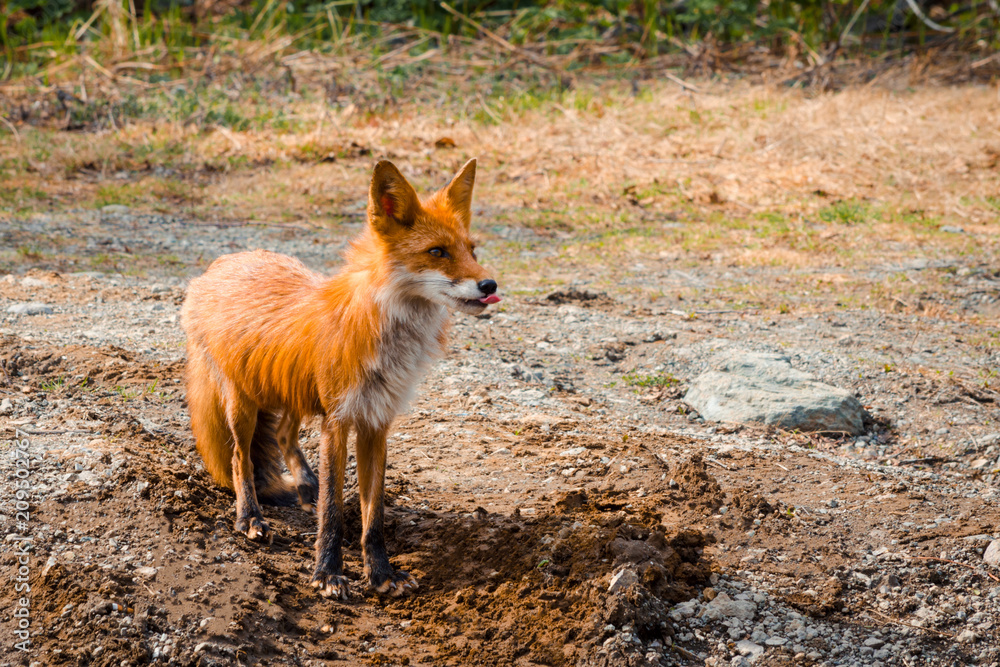 Fototapeta premium Red Fox Fennec Fox