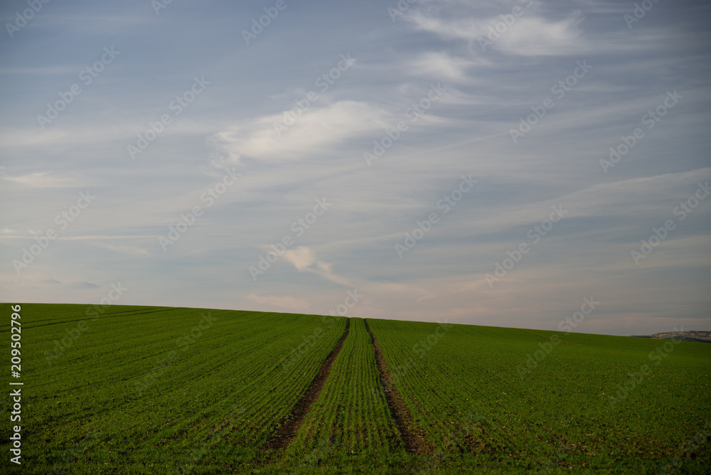 Obraz premium Lines in field