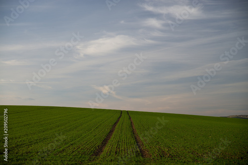 Lines in field