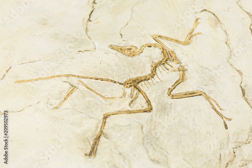 Archaeopteryx fossil jurassic bones  prehistoric bird. Fossil stone evolution.