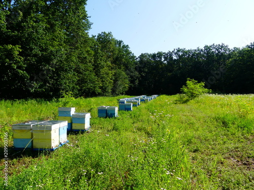 An apiary with bees in a forest glade.
