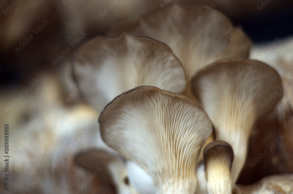 wild mushrooms of the forest zone wild mushrooms of the forest zone