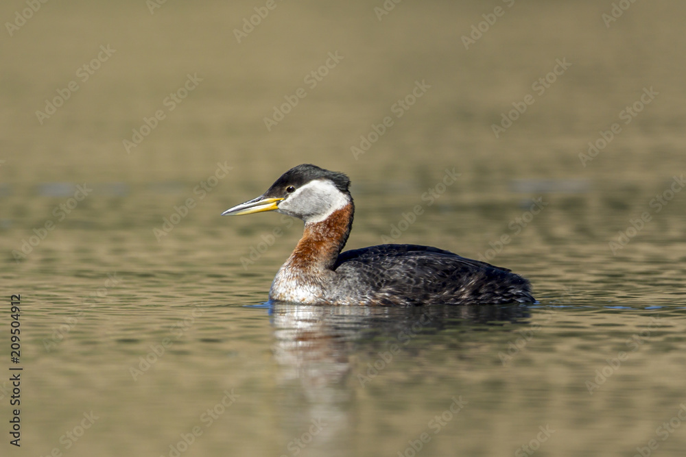 Red-necked grebe swims in open water.