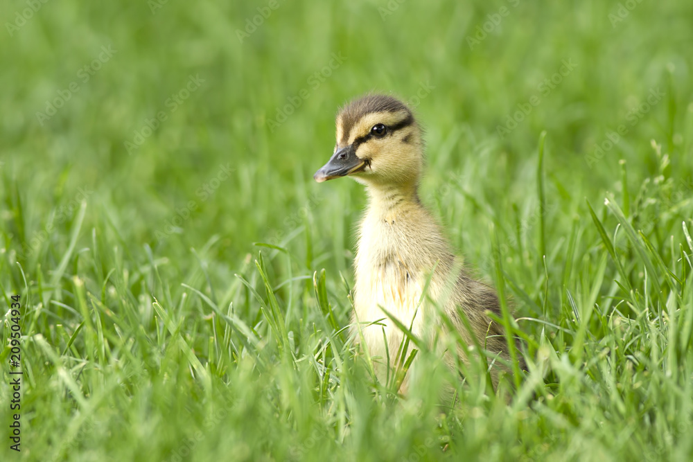 Mallard duckling looking out over the grass. Mallard duckling looking out over the grass.