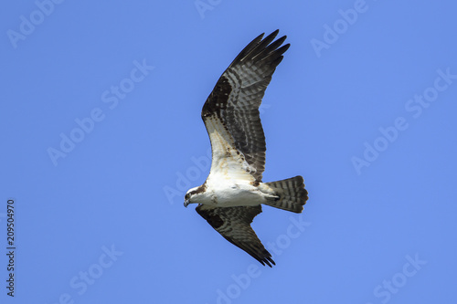 Osprey high in the sky over Fernan Lake  Idaho.