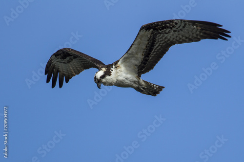 Osprey  pandion haliaetus  soars in the sky.