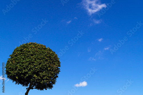 Crown tree with green leaves  cut in the shape of a ball against the sky.
