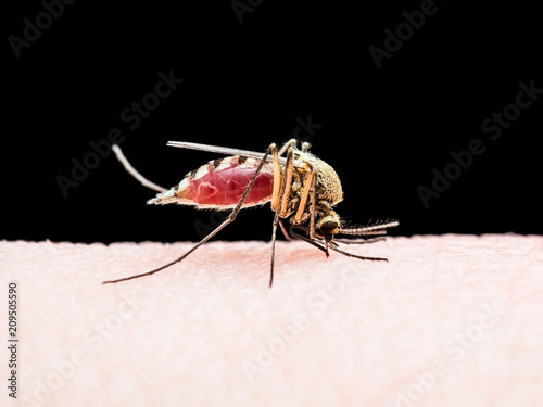 Yellow Fever, Malaria or Zika Virus Infected Mosquito Insect Bite Isolated on Black Background photo