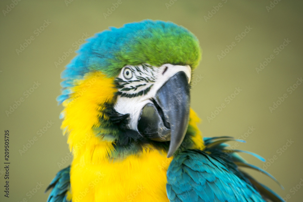 Macaw