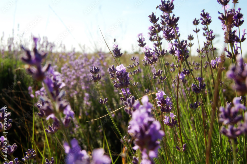 Obraz premium lavender