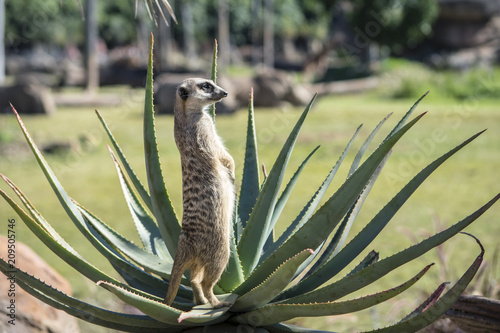 Meerkat