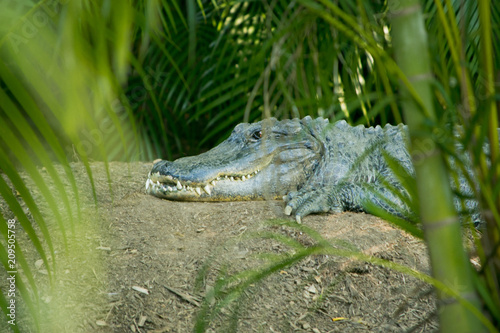 Aligator
