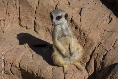 Meerkat