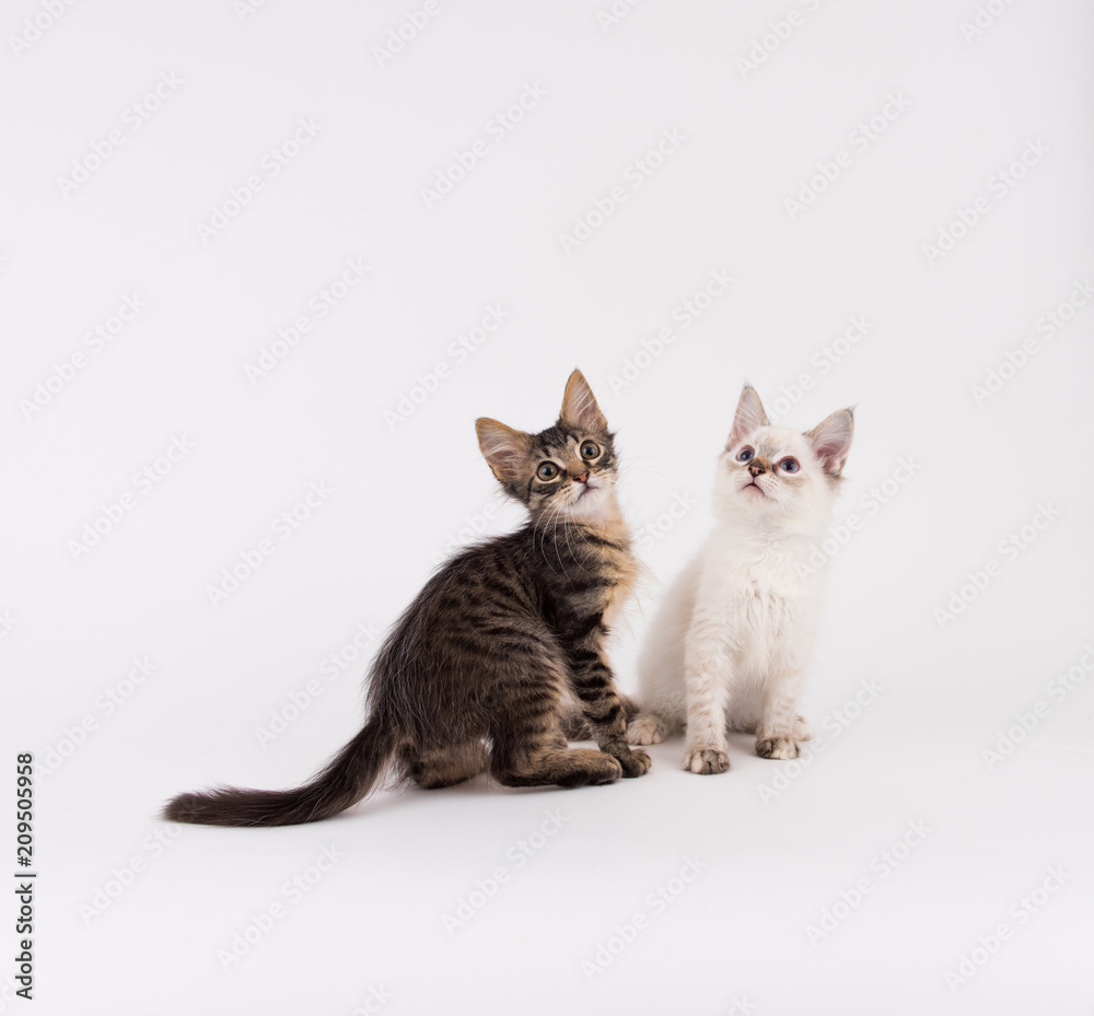 Young White Kitten with Brown Tips and Tabby Sitting on Plain Background