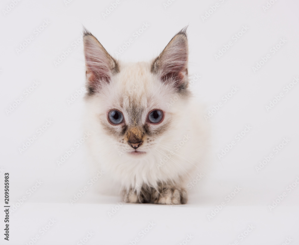 Young White Kitten with Brown Tips on Plain Background Young White Kitten with Brown Tips on Plain Background