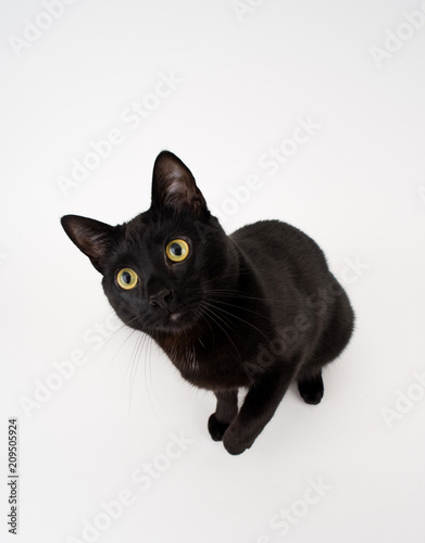 Black Cat on White Background