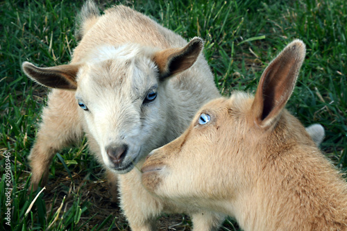 Two Little Goats © Katherine
