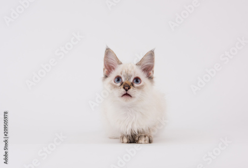 Young White Kitten with Brown Tips on Plain Background