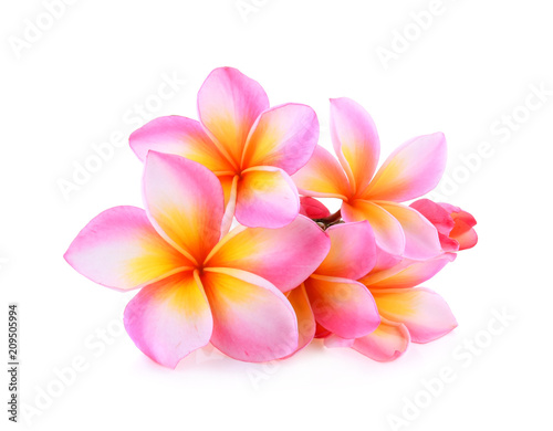 Frangipani  plumeria  isolated on white background