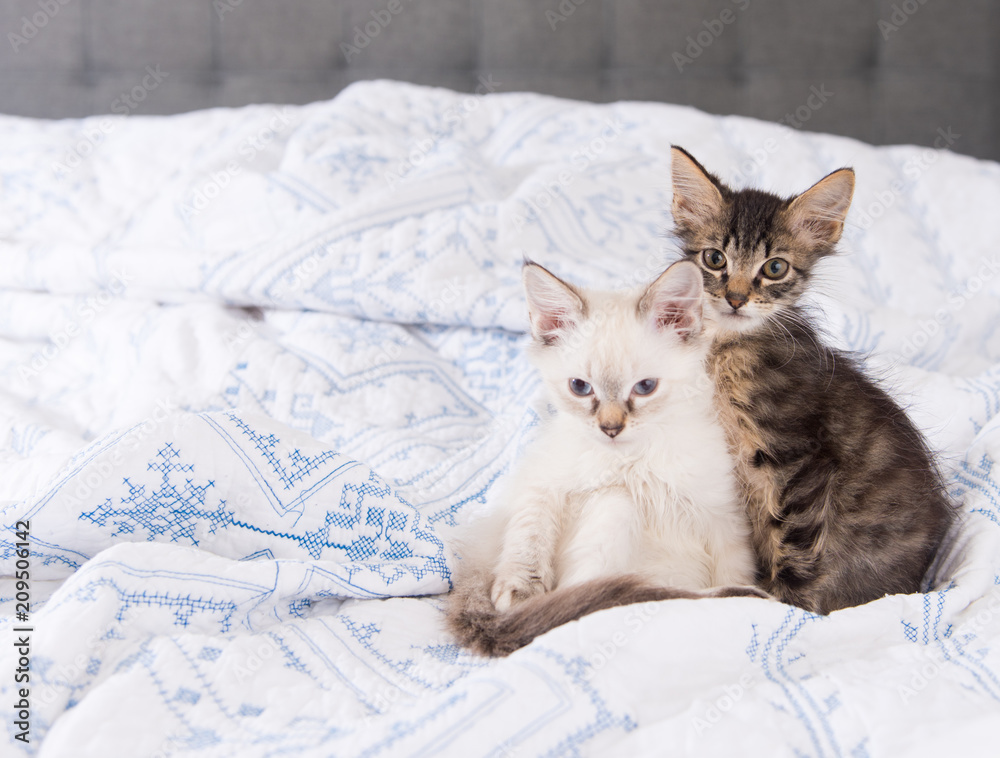 Two Tiny Kittens Sitting on White and Blue Blanket