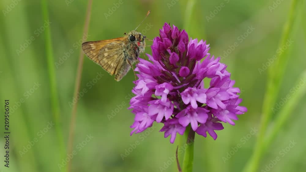 Large Skipper (Ochlodes venata) resting on a Pyramidal orchid (Anacamptis pyramidalis) Large Skipper (Ochlodes venata) resting on a Pyramidal orchid (Anacamptis pyramidalis)
