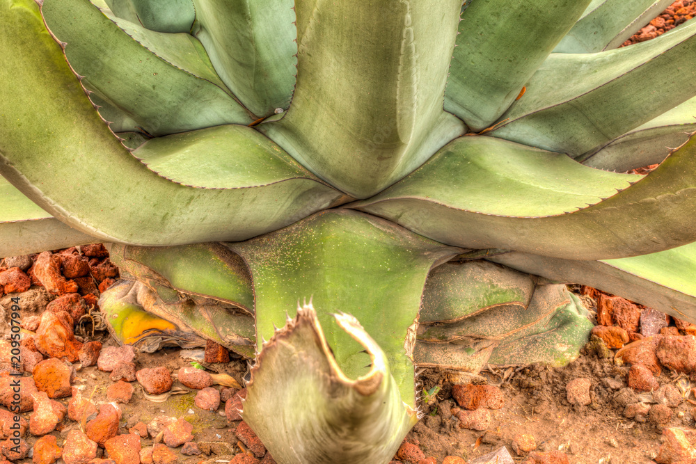 Fototapeta premium Desert Plants 