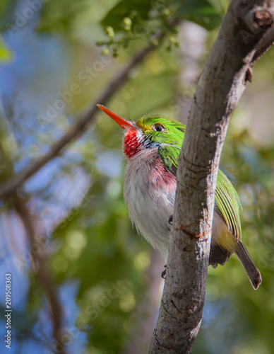 Canvas Print Cuban Tody - Todus Multicolor Closeup