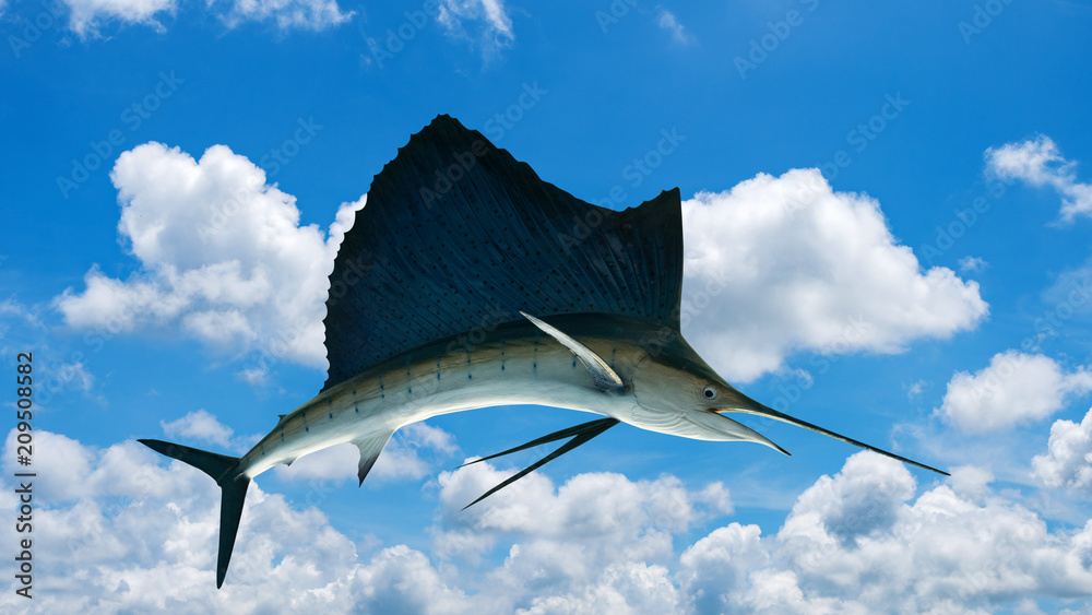 Fototapeta premium Marlin - Swordfish,Sailfish saltwater fish (Istiophorus) isolated on sky background.