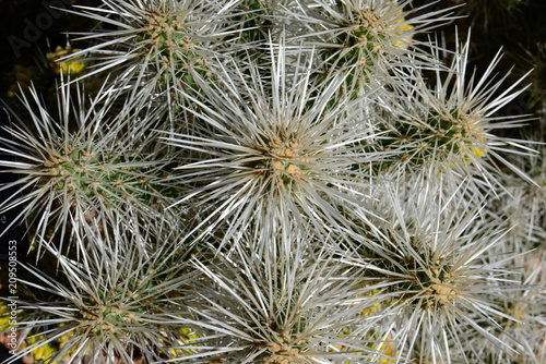 Cactus Spines up Close