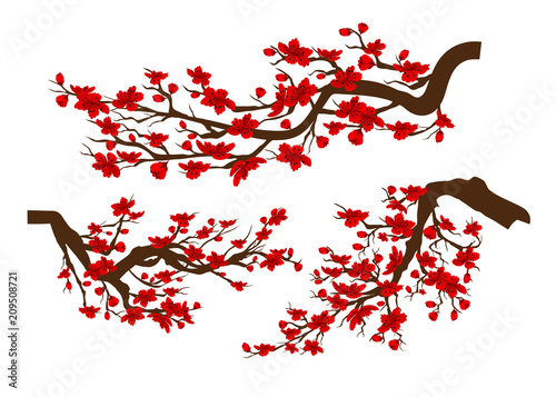 Branches of red blossoming sakura . Japanese cherry tree isolated white background. Chinese new year