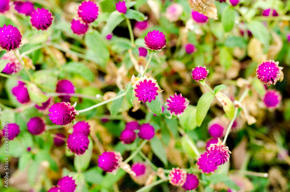 Globe Amaranth or Bachelor Button flower in the garden Globe Amaranth or Bachelor Button flower in the garden
