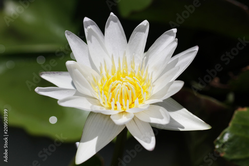white Pink lotus blossom, water lily flowers on green organic pond at national park, home plant design decoration backgrounds, 